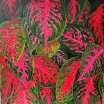 Aglaonemas- acrylic 75 x 75
