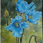 Himalayan Blue Poppies watercolour on canvas